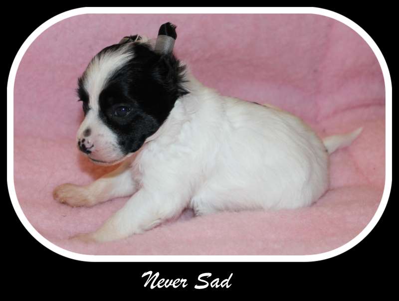 never sad du pavé de varennes