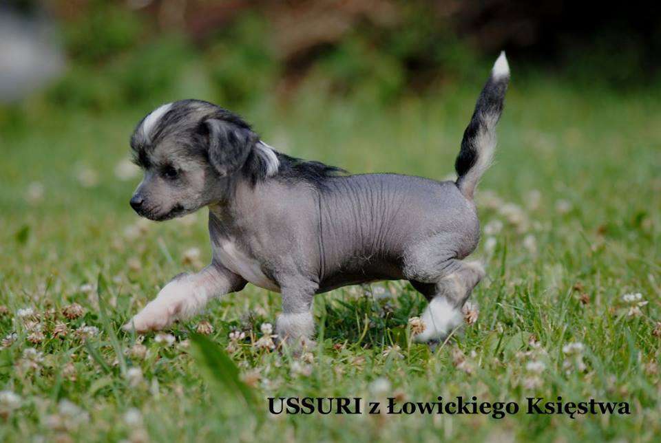 USSURI z Lowickiego Ksiestwa