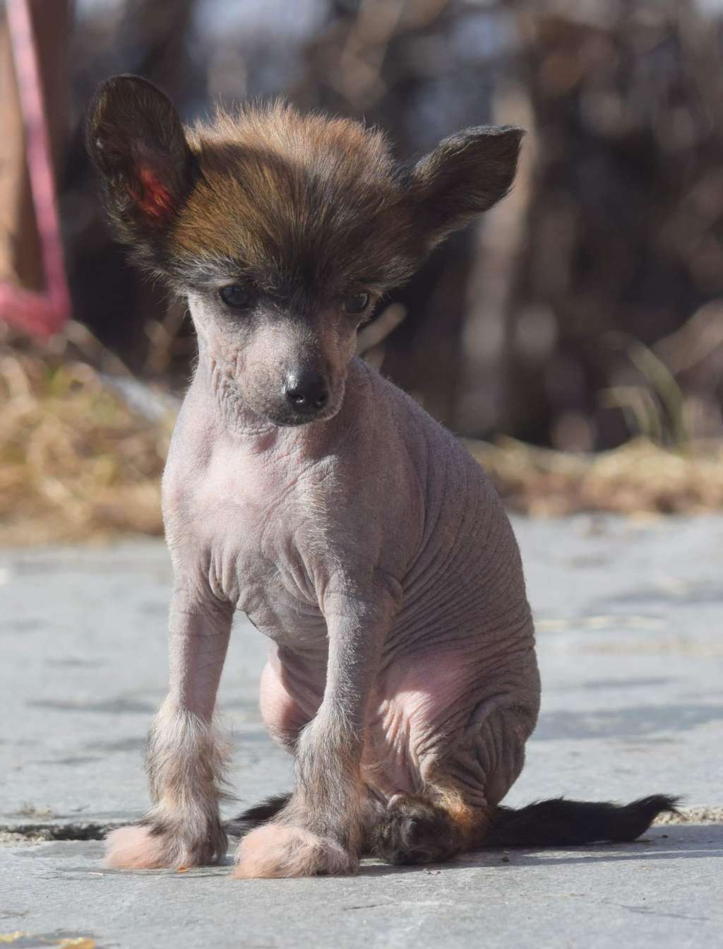 Artic Flyer's Gold and Glitters