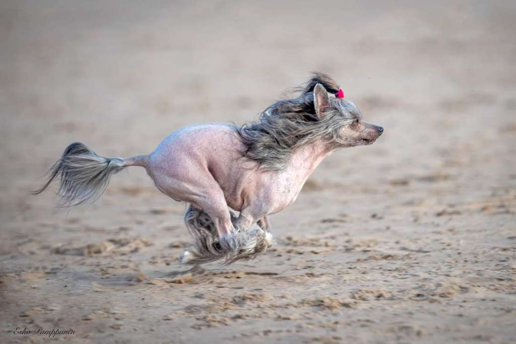 Allegranden Tuulihattu