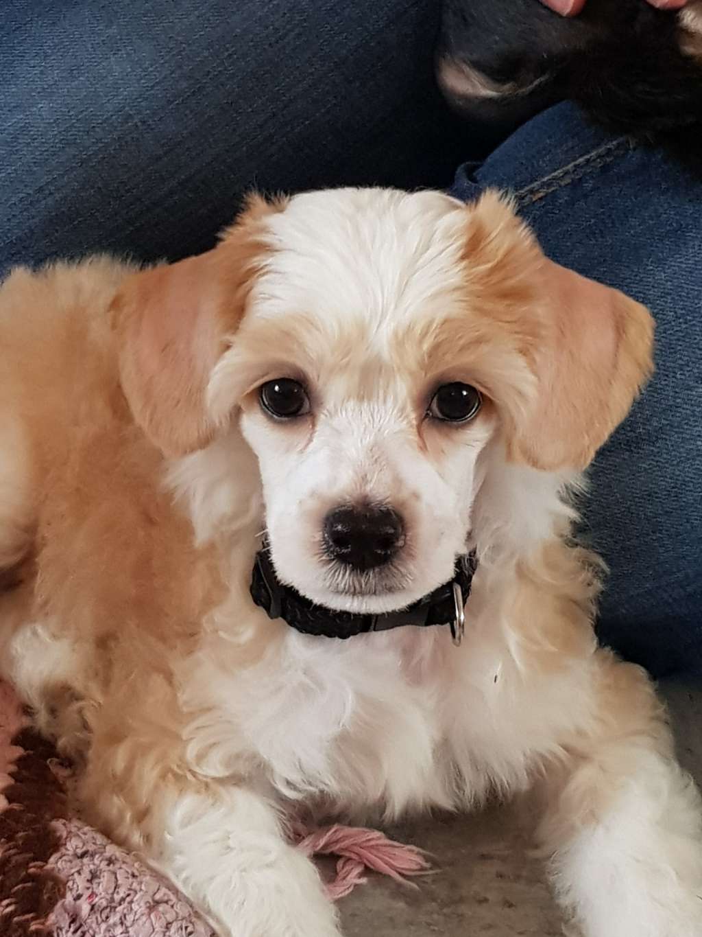 Andrakebyn's Eobard Thawne