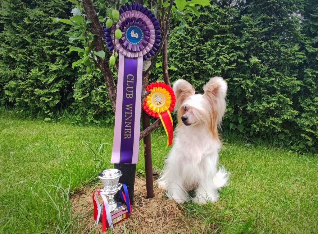 Mano Ponis Princesita