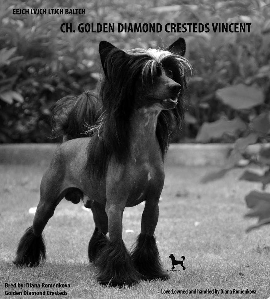 Golden Diamond Cresteds Vincents