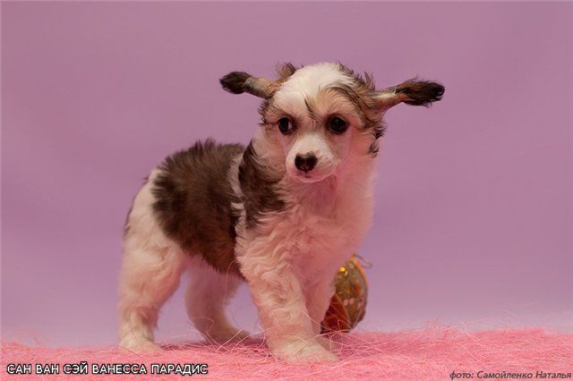 Sun One Say Vanessa Paradic