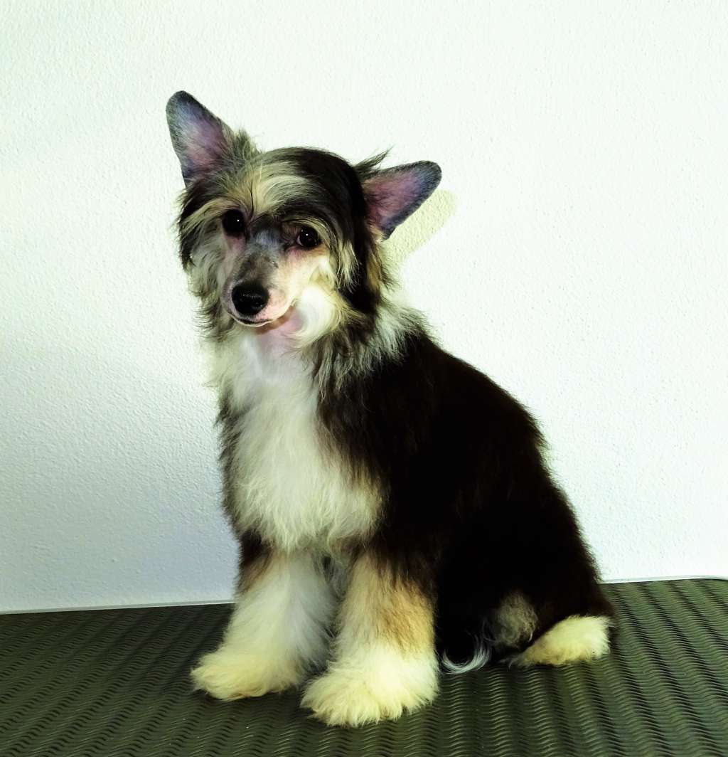 Habibi Diamond of the Night