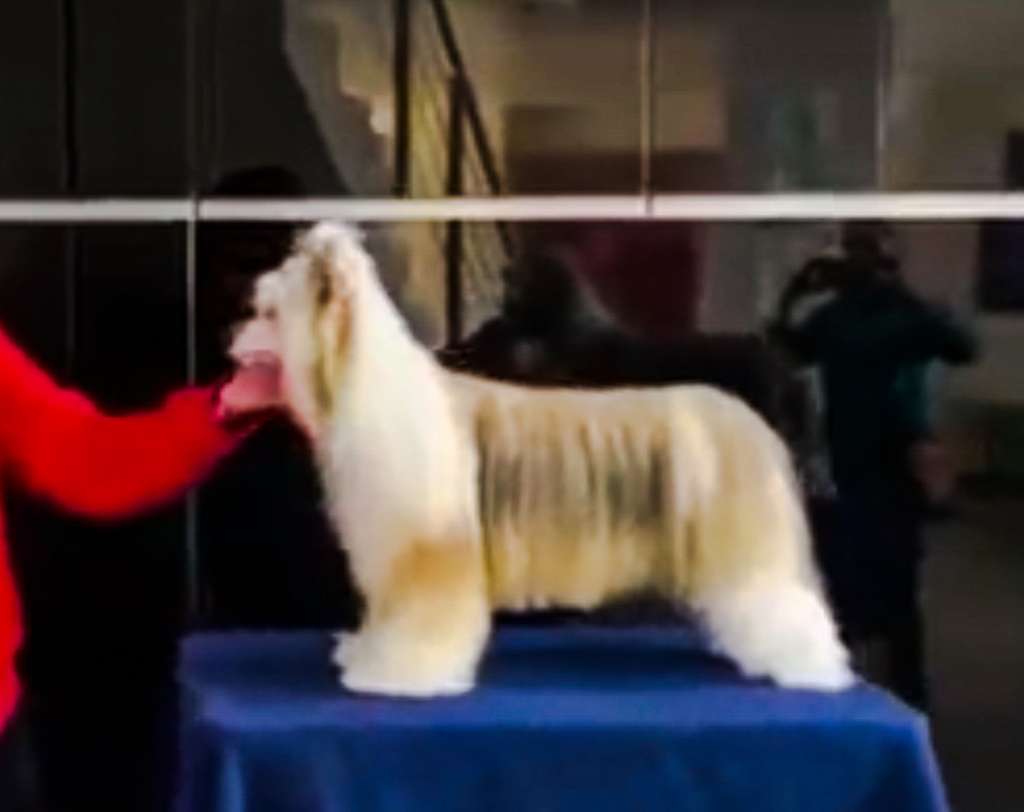 Quincy Divine Fur (Cantarell)