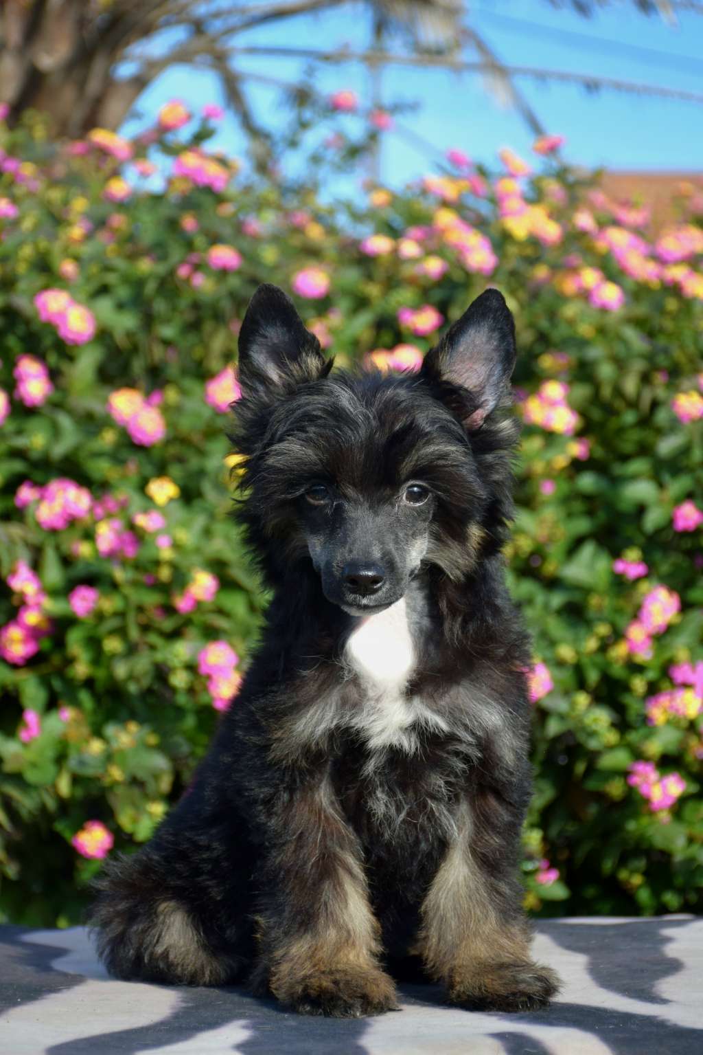 Molly Weasley de Lybóriu?s Legacy