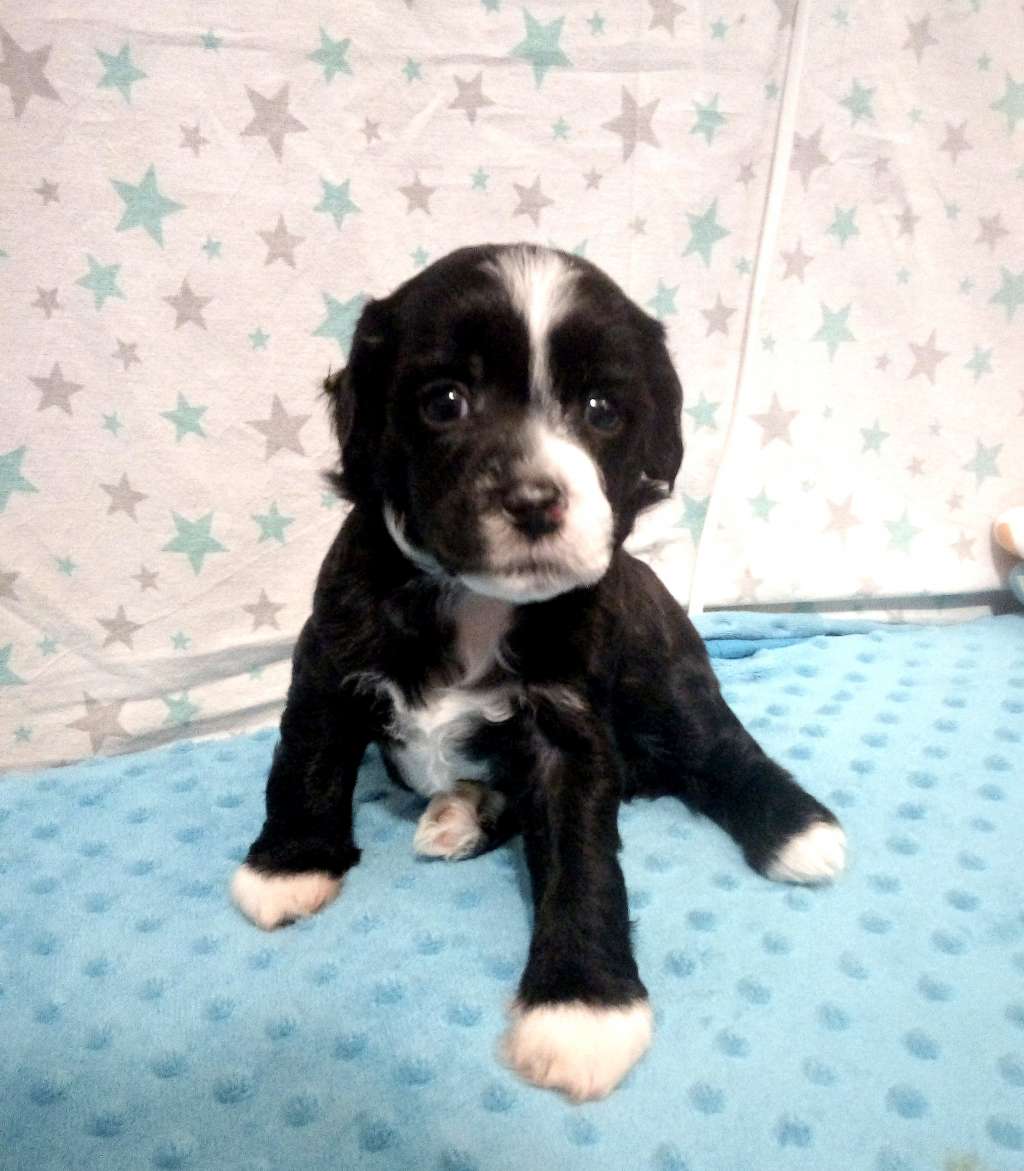 MARCO Romantico Reggae