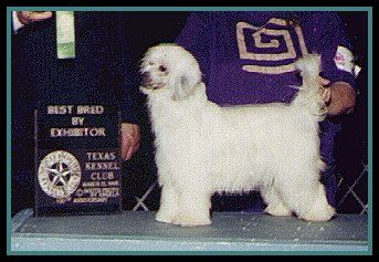 Montrose Silver Serenade