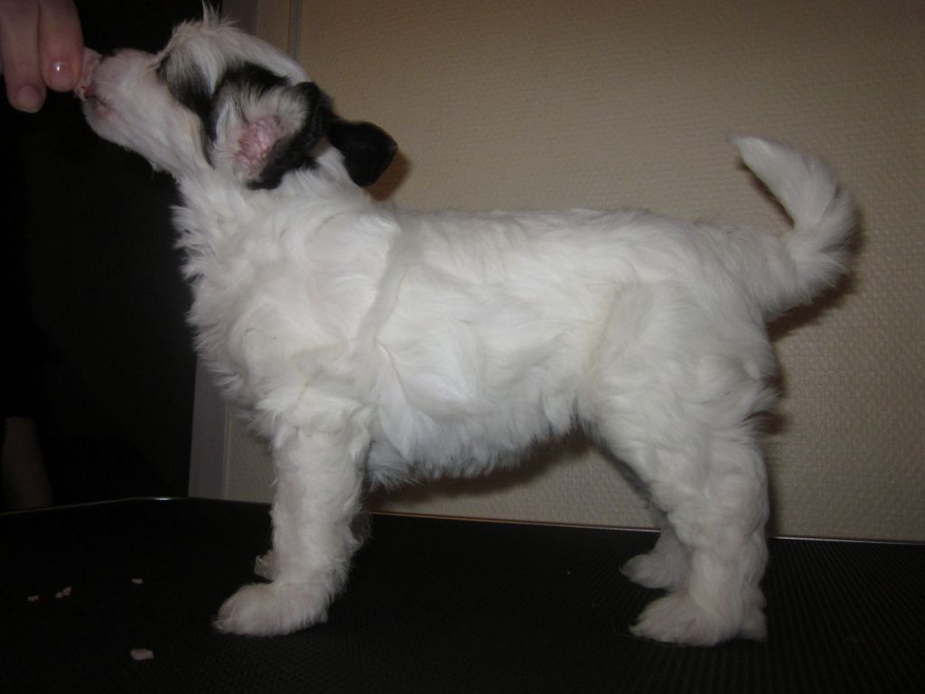 Chattanooga's Usko Toivo Rakkaus