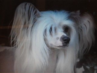 Lemiz Ajatiaza's Gran Torino