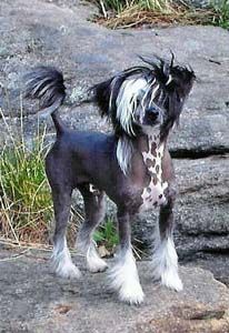 Krysolit Bendix-Fabian