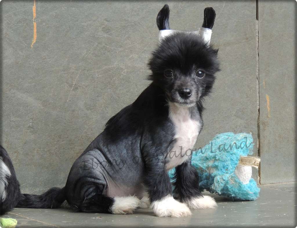 Ebony Star  Hl Of Avalon Land