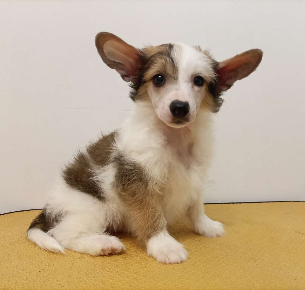 Kovimoti Dgienmarko Dario