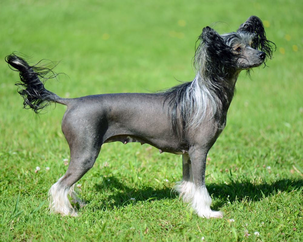 Sunstreaker Gateway To Narnia