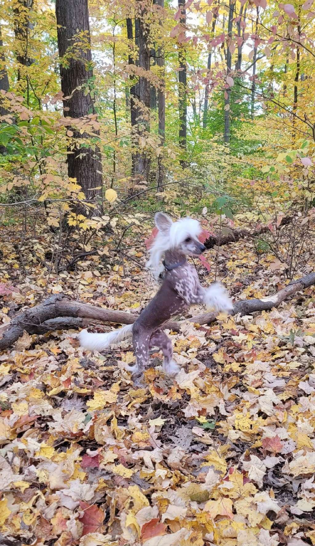 Sassytails Chillin Like A Villain