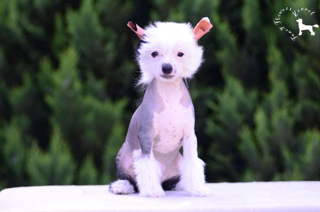 Fancy Flowers Amazing Aurora