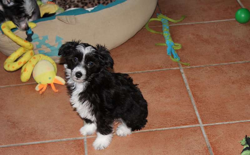 Unique von den Windpferden