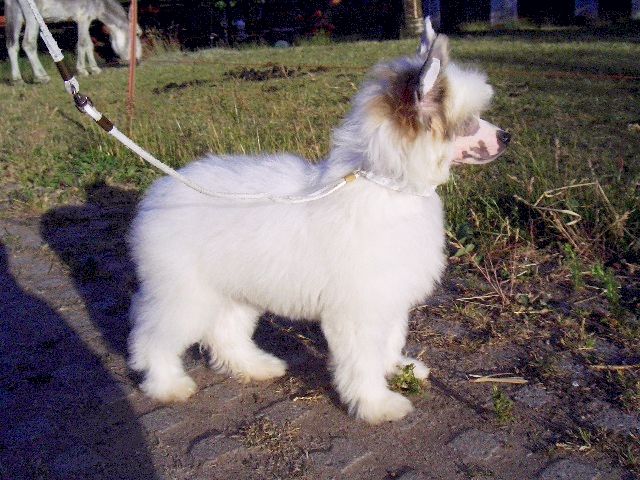 Be My Dog's Homer Hossa