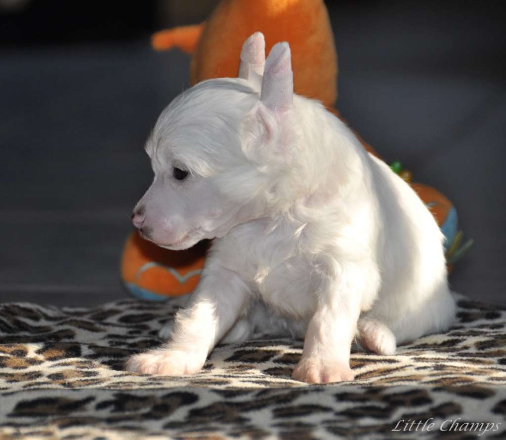 Napo'li Little Champs