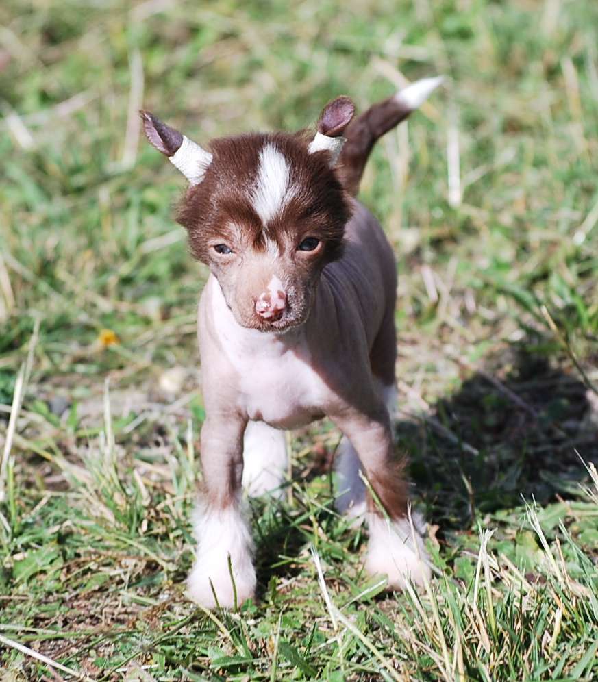 Little Dog Of Dream Nina Ricci