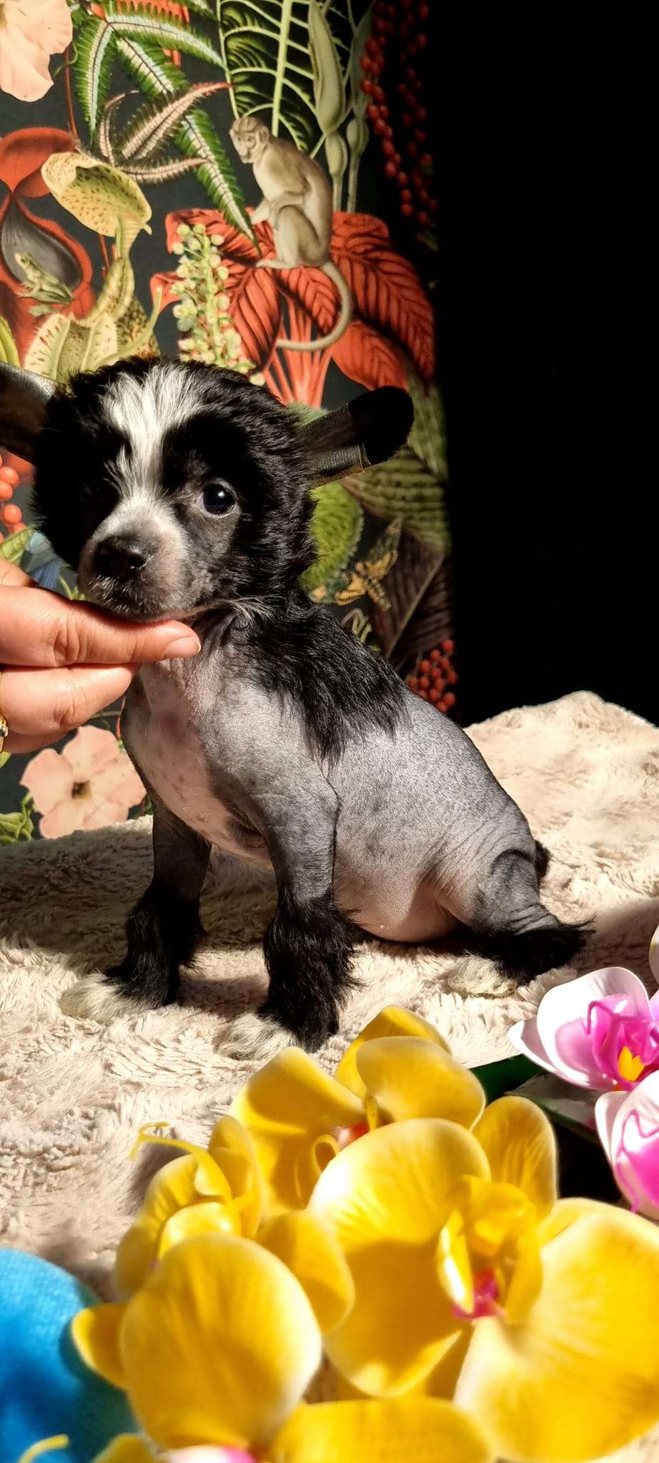 Esme Ze Zlocistego Raju