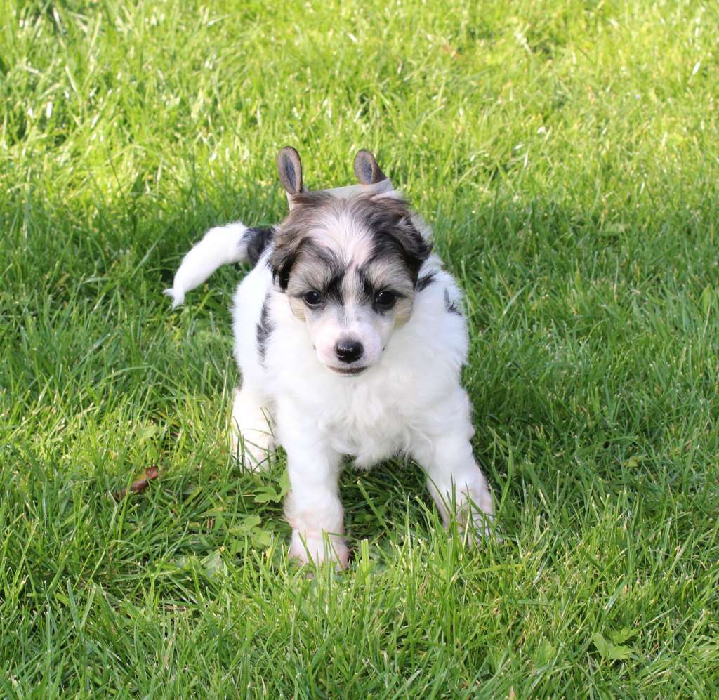 Exotic Spirit Opus Paddington