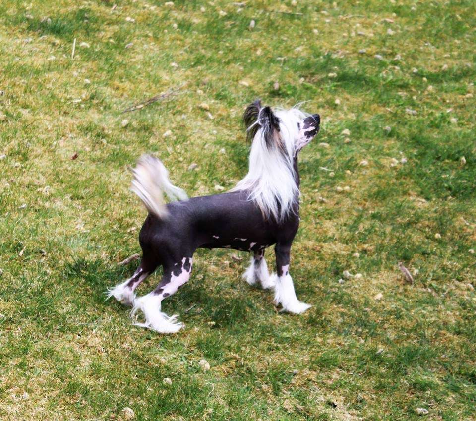 Clezel's Get Wicked Of Magic