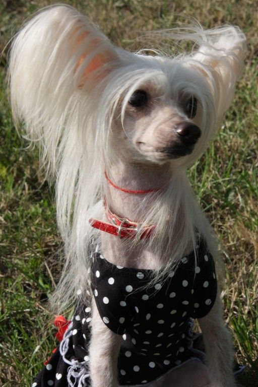 Ya-Businka Bulldokss