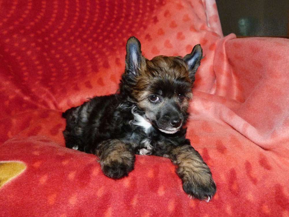 Perseus z Pulnocního dvora