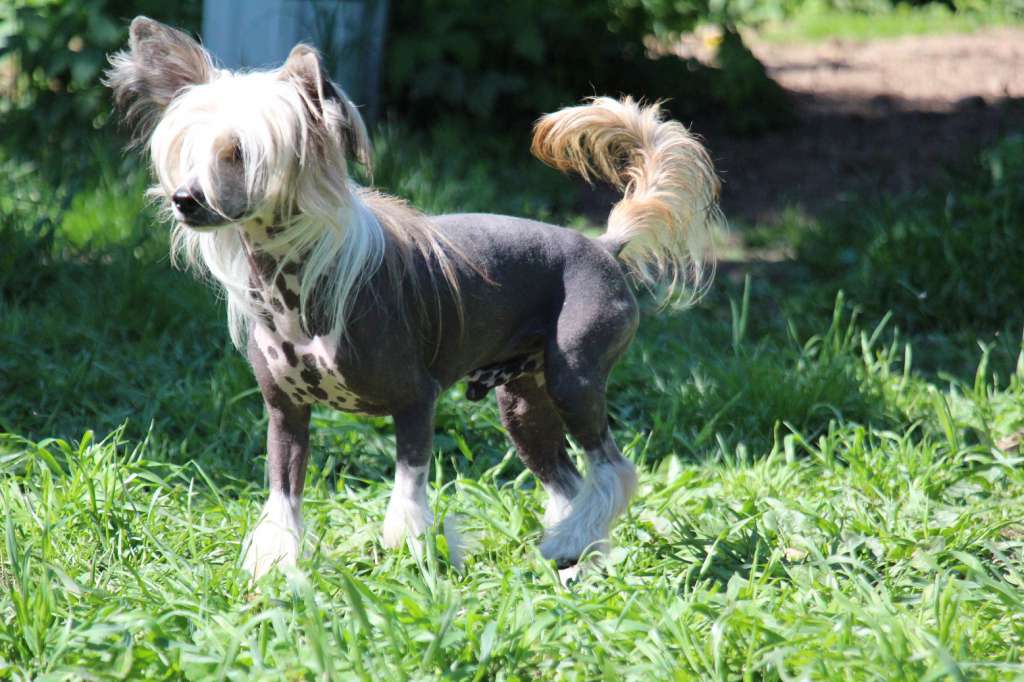 Viktozar Damian Dangerous Rival