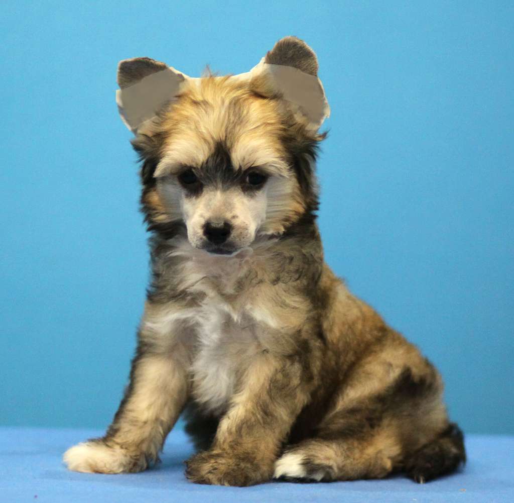 Denville Ozi King Lear