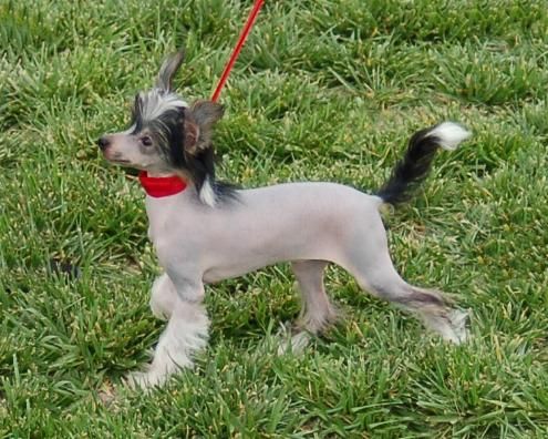 Holliwould Glamour Girl