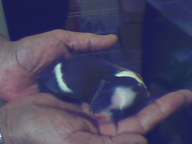 Picture