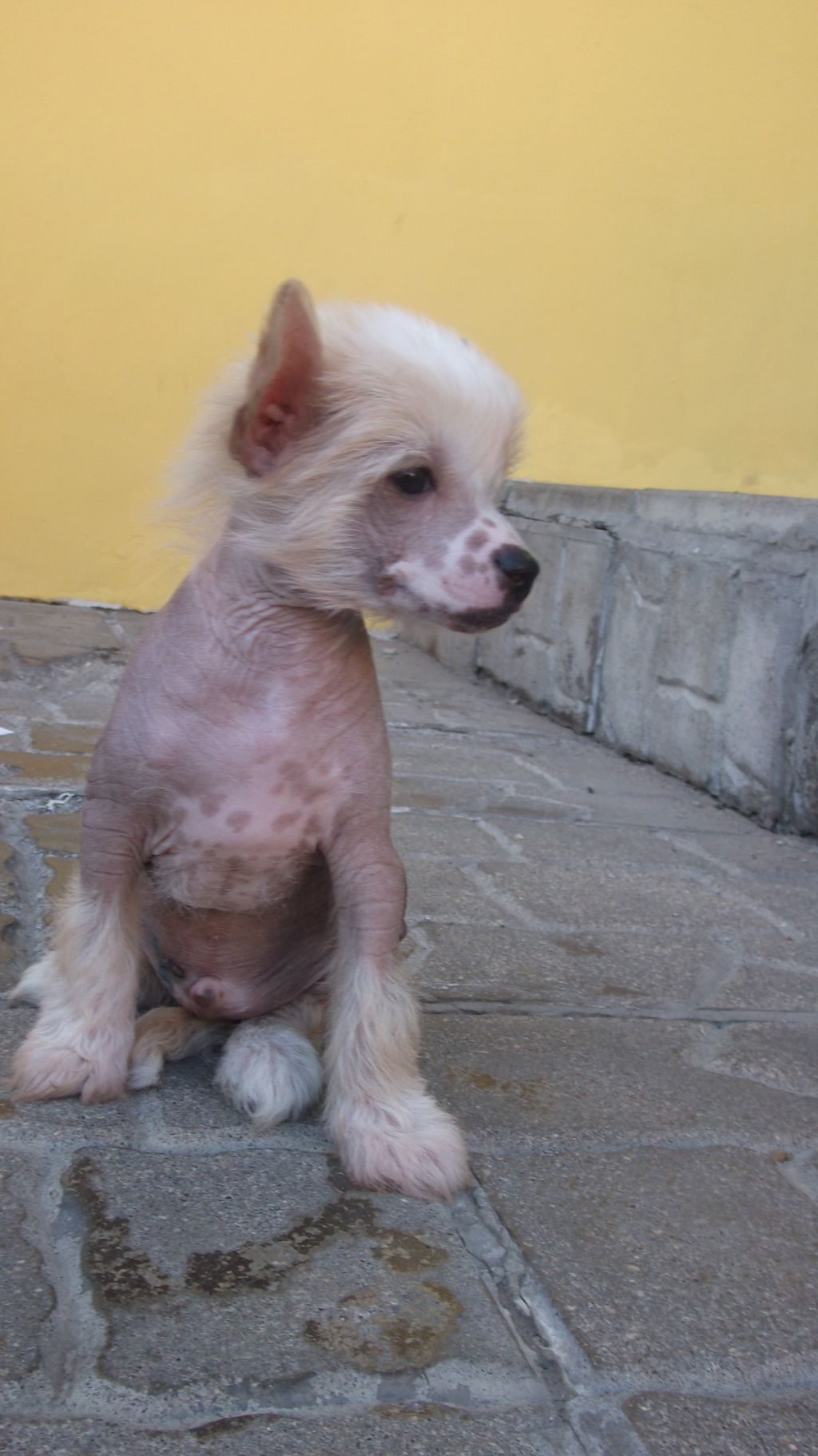 Ogni Stolitsy Vinsent