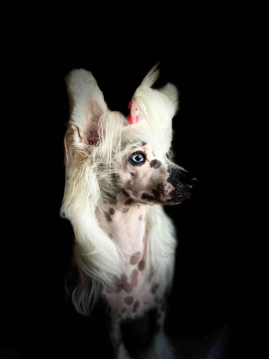 Zowie z Jasné hvezdy