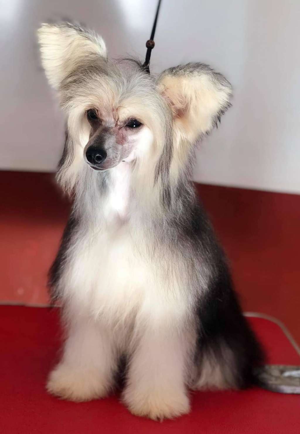 Janice Love Story (Cantarell)