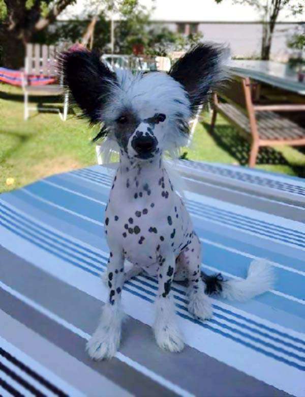 Bellatrix Luckycharm Sirius