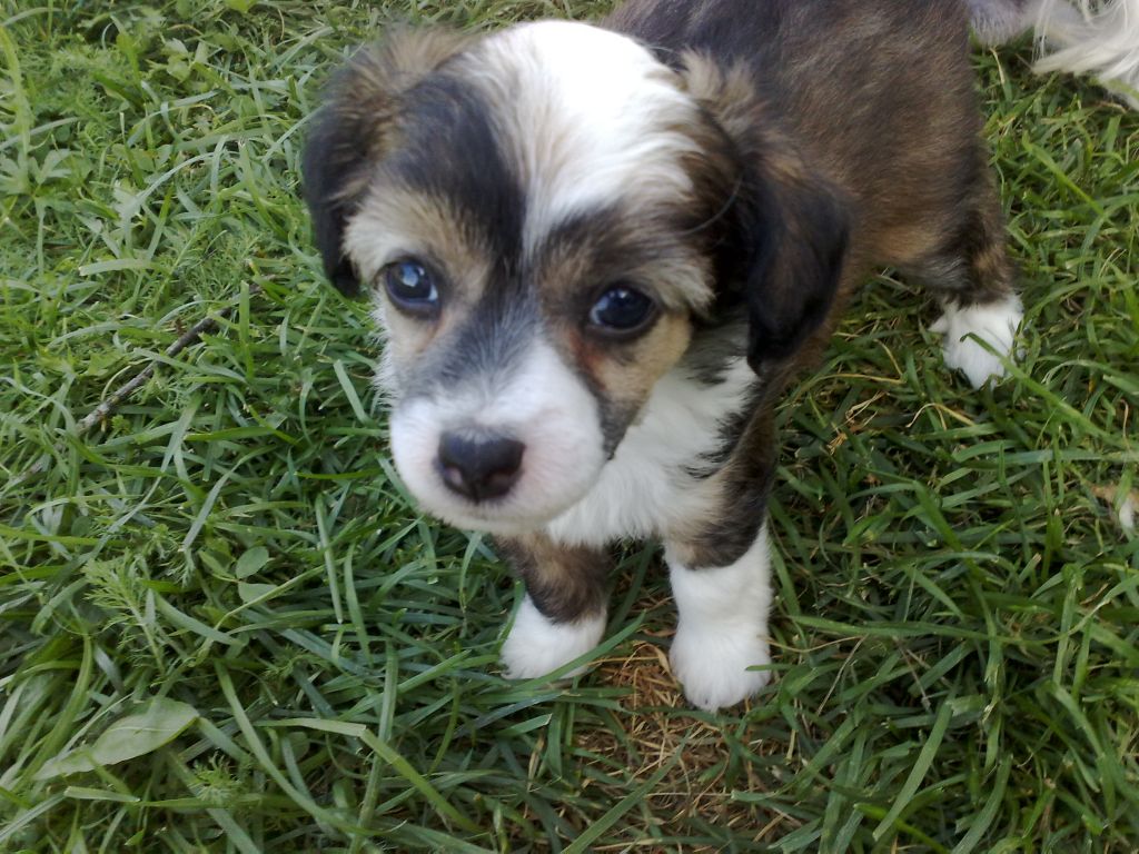 Kinapuffens Gigolo Boy