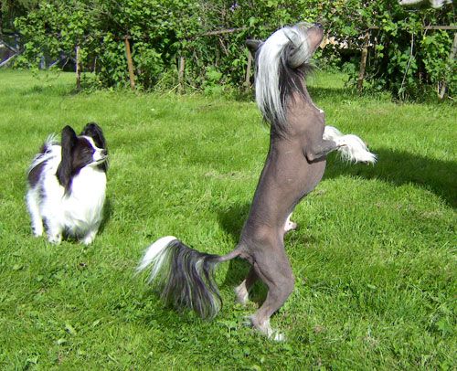 Luminara's  Flying Colors