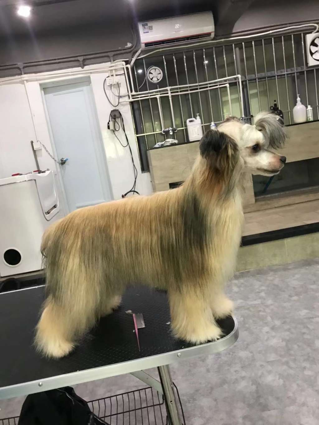 Rosa sinensis of Pupu