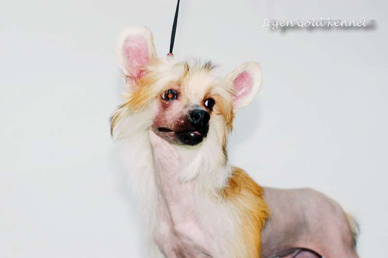 Irgen Gold Eto'O Samuel