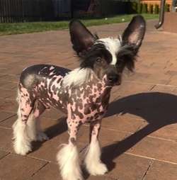 Archeus Wonders Lair