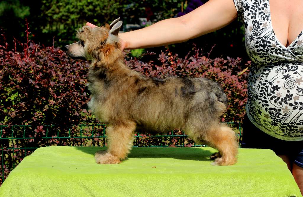 Hamilton Artagasamazis