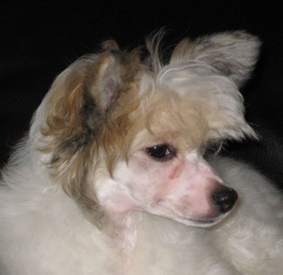 Ermione Chinese Girl