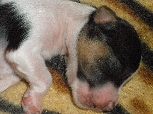Picture