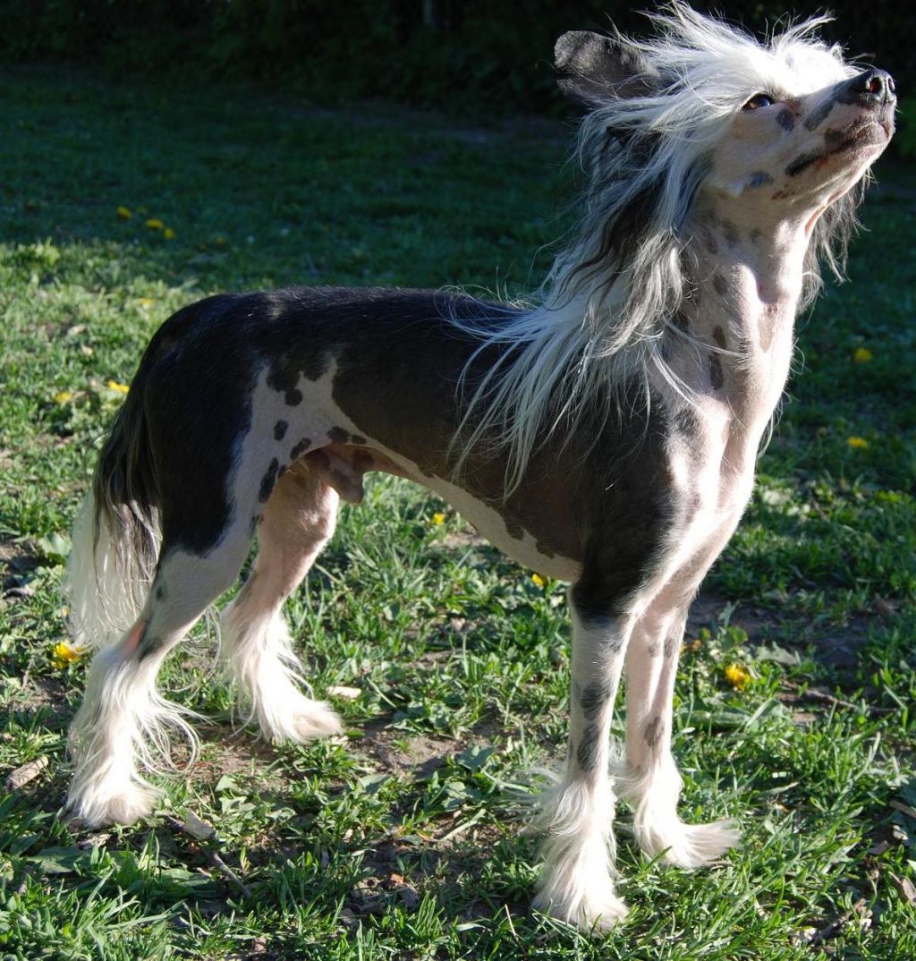 Marachinos Go Get Camaro