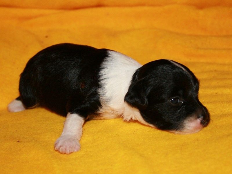 Vellar Pljus Dream Weaver