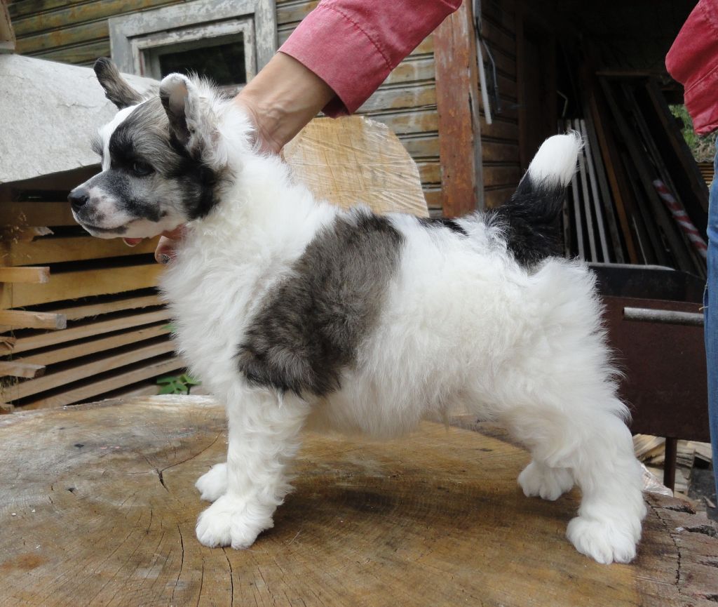 Fredy Fox Bonus Westtai