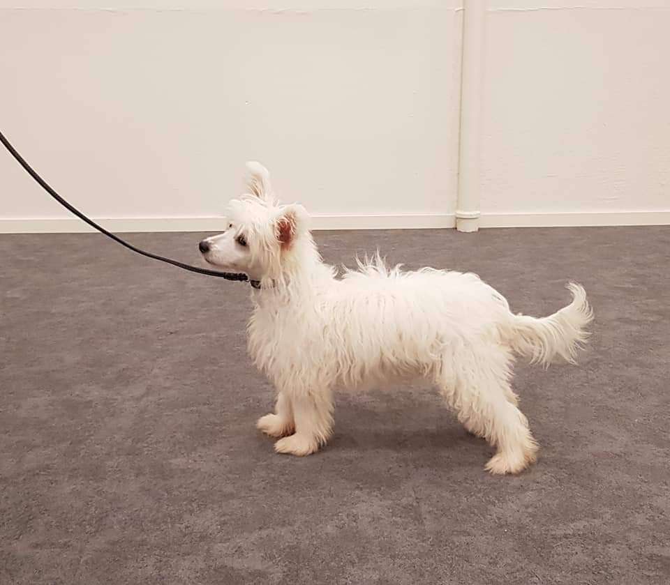 Tournais Nine To Five Dude